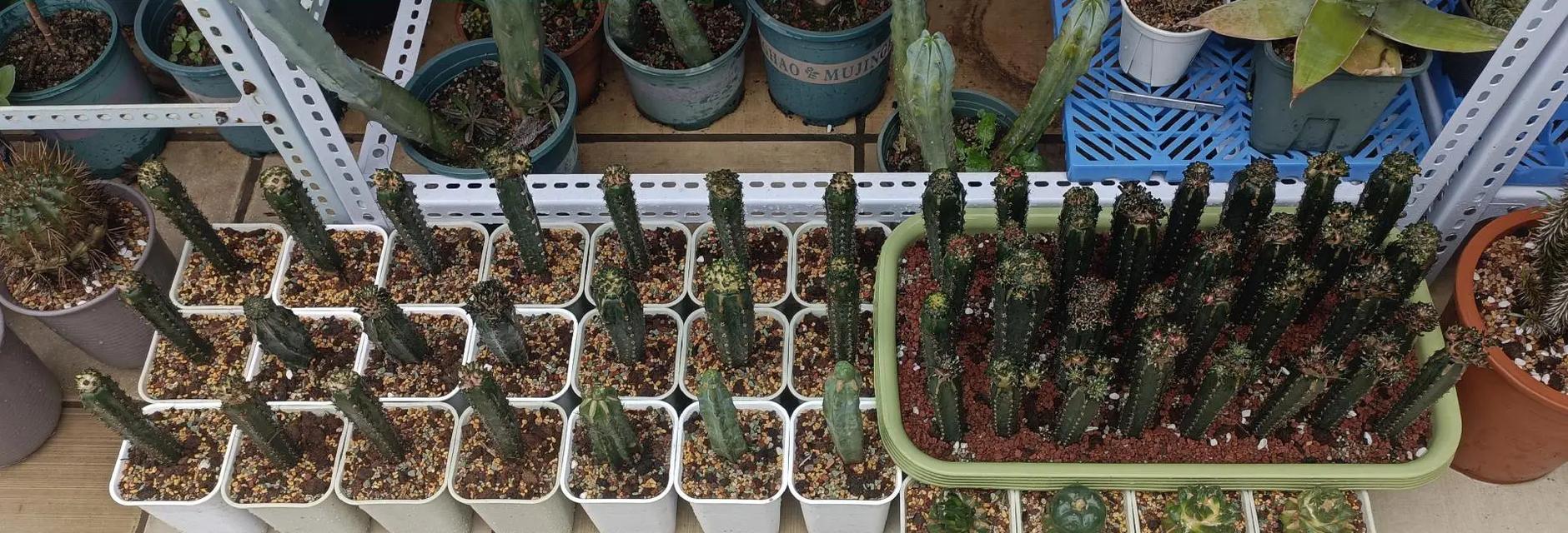 仙人球苗在乡下种植的注意事项是什么？