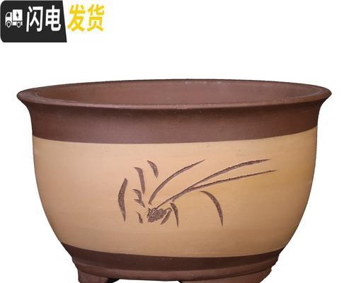 君子兰盆景带花盆的养护建议是什么？