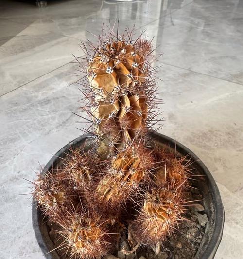 仙人球长方花盆种植技巧是什么？