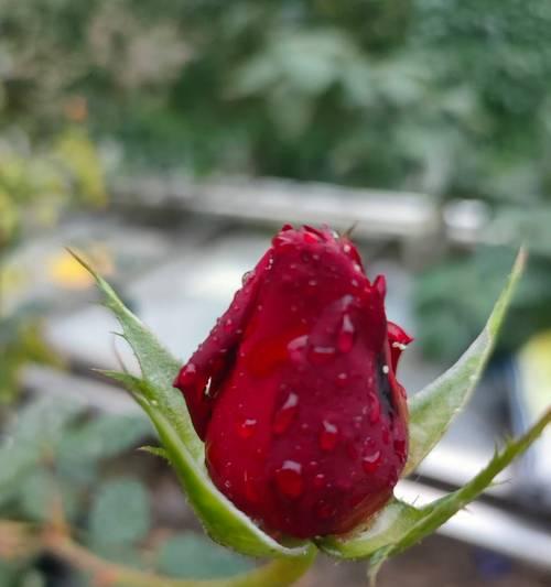 最贵的玫瑰花品种有哪些？