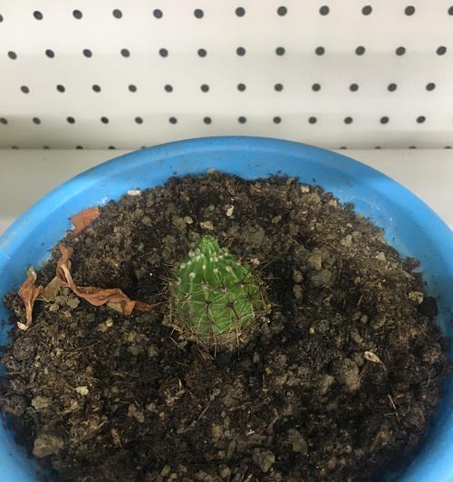 仙人球内部好看的叶子是什么样的？