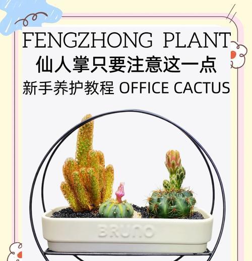风水先生仙人掌的种植与养护技巧