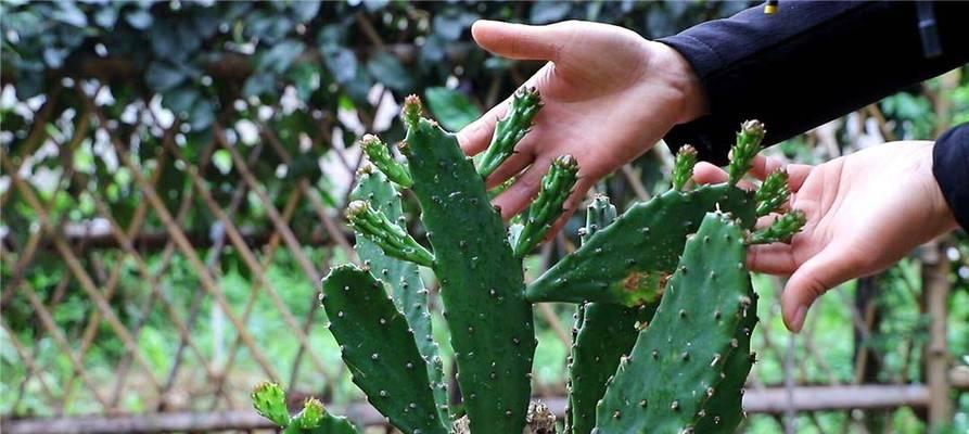 风水先生仙人掌的种植与养护技巧