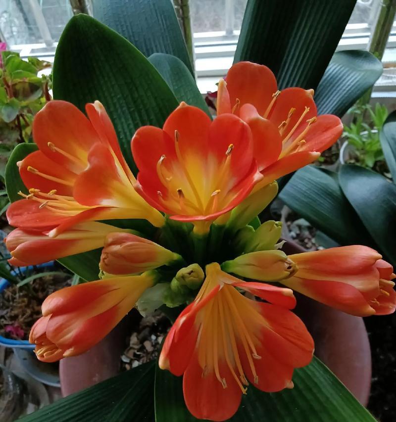 君子兰连株开花的可能性及养殖技巧