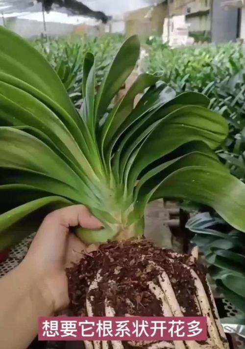 君子兰不开花的可能原因有哪些？