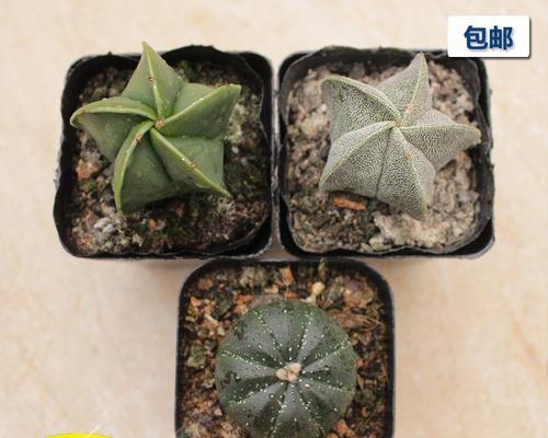 仙人掌头部萎蔫根部硬实的原因是什么？