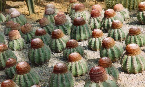 赤凤红虎仙人球的特征及养护技巧