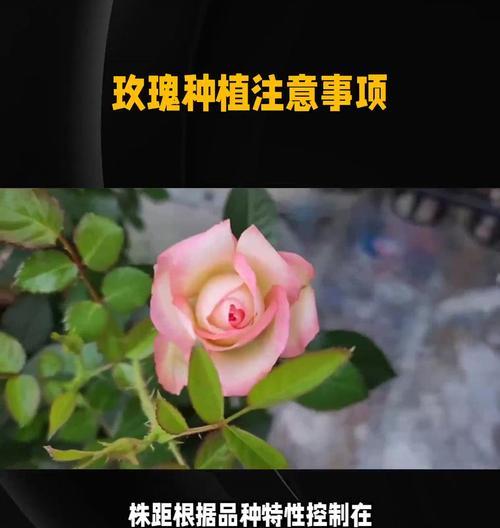 【小玫瑰花的养殖方法和注意事项】