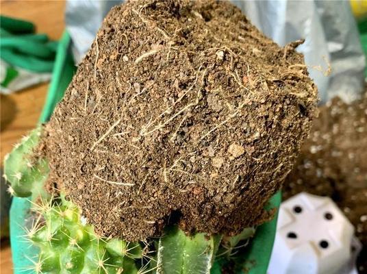 如何在石头上种植仙人球？