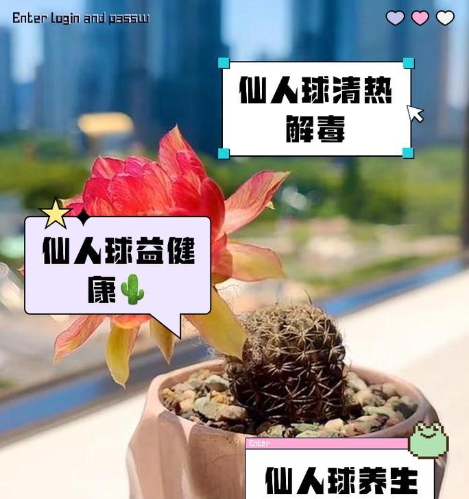 如何在石头上种植仙人球？