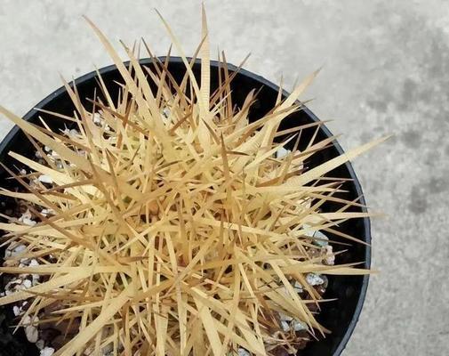 仙人球肥料指南：提升生长的营养秘籍