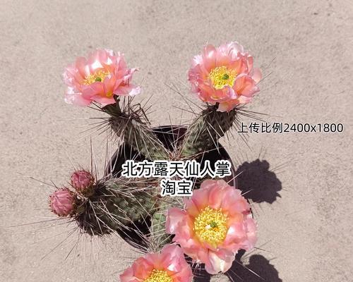 室内仙人掌苗过冬方法指南