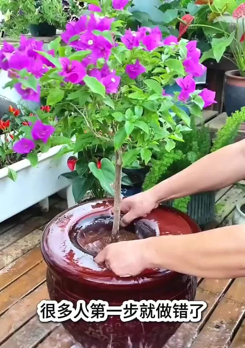 玻璃桶种植玫瑰花的技巧：如何保证其正常生长？