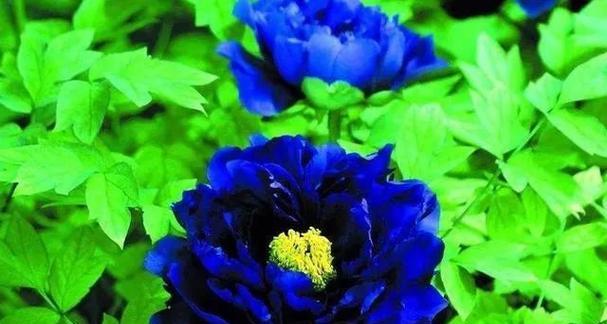 蓝色牡丹花花蕊颜色调配技巧深度解析