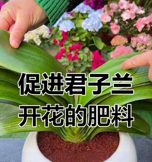 君子兰掐掉花蕾不开花的原因及促进开花的实用技巧