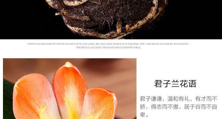 东北君子兰大苗的养护技巧有哪些？