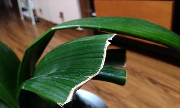君子兰剪叶后新叶生长周期及恢复期全解析