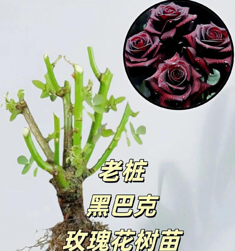 玫瑰花浇水的最佳时机和方法是什么？