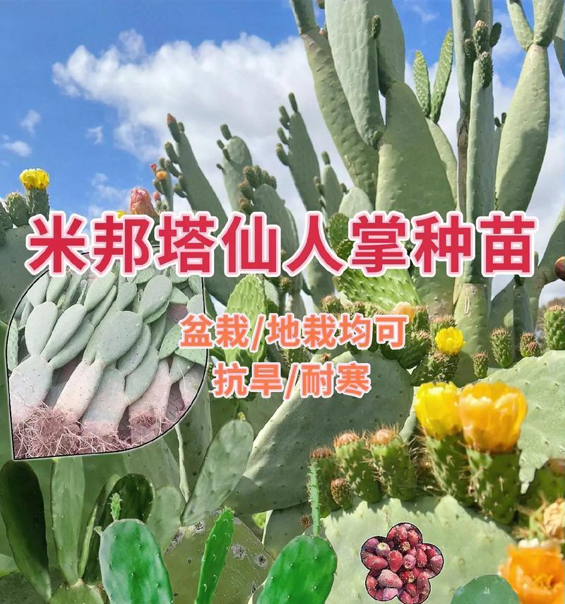 大仙人掌老桩的养护和浇水方法是什么？