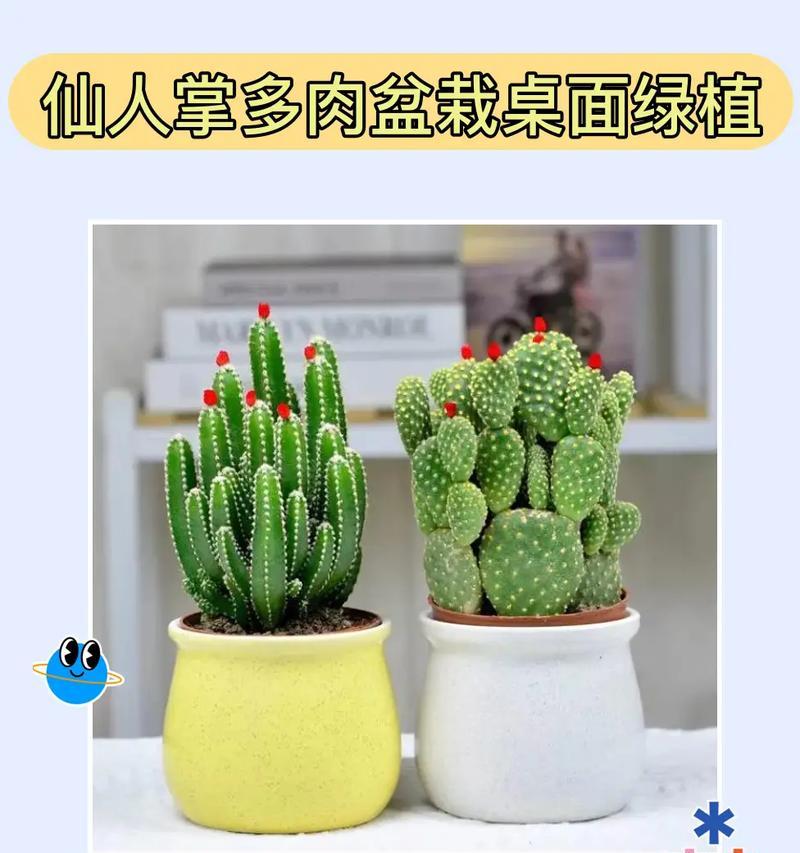 大仙人掌老桩的养护和浇水方法是什么？