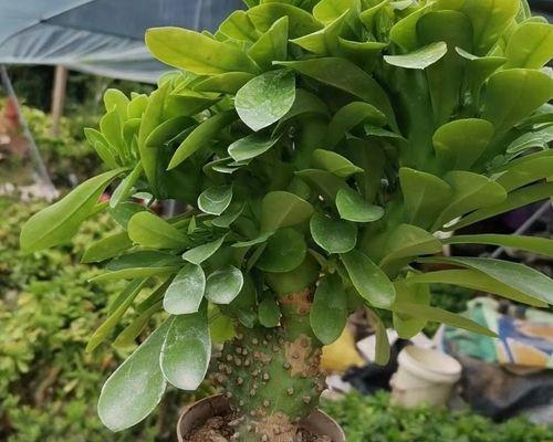 大仙人掌老桩的养护和浇水方法是什么？