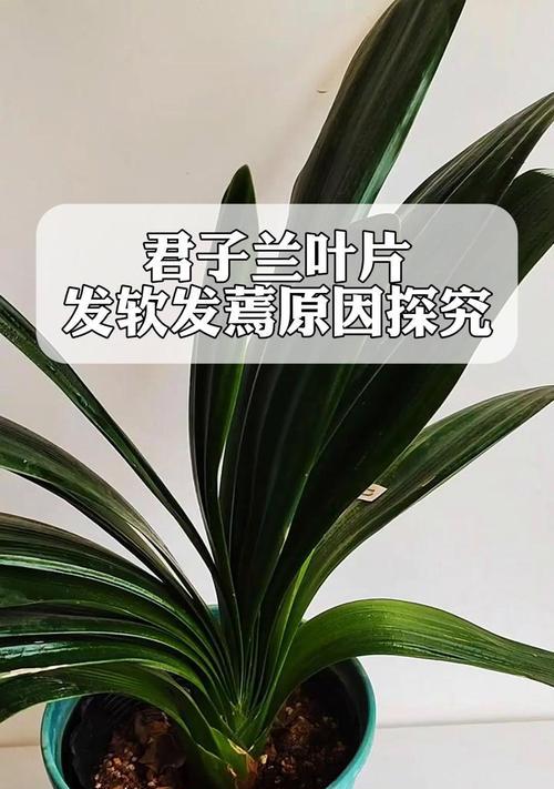 君子兰叶子油绿是正常现象吗？