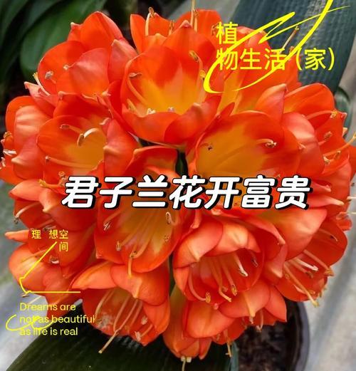君子兰正常开花后多久发芽？——深入了解君子兰的生长周期