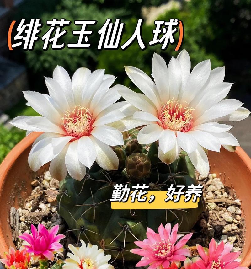 仙人球的宝贝如何养护才能开花？