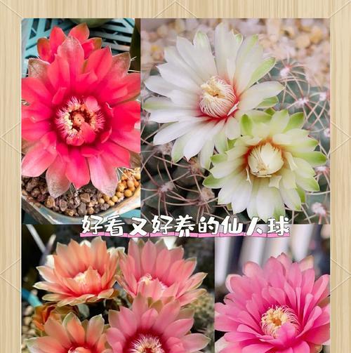 仙人球的宝贝如何养护才能开花？