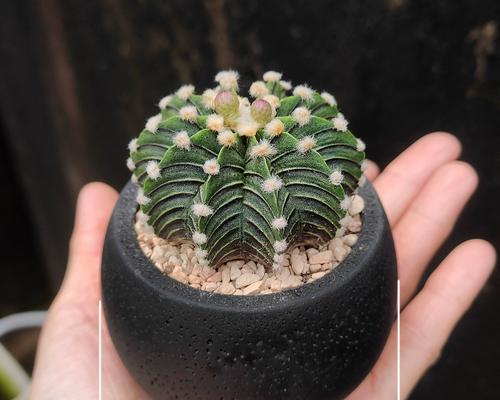 仙人球的宝贝如何养护才能开花？