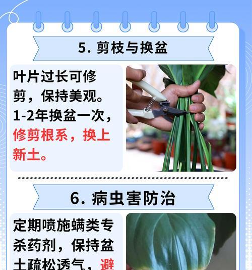 普通白花仙人球养殖方法详解