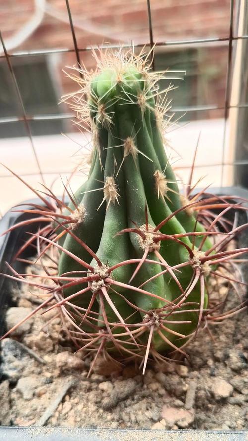 普通白花仙人球养殖方法详解