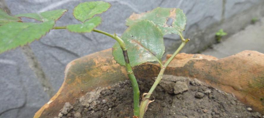 玫瑰花连庄花的种植方法是什么？如何确保成活率？