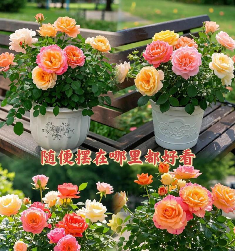 玫瑰花连庄花的种植方法是什么？如何确保成活率？