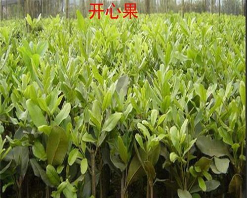 玫瑰花连庄花的种植方法是什么？如何确保成活率？