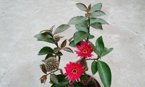 如何给仙人球叶子染色使其更美观？