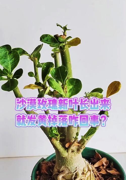 玫瑰花叶子发黄的原因是什么？如何进行有效养护？