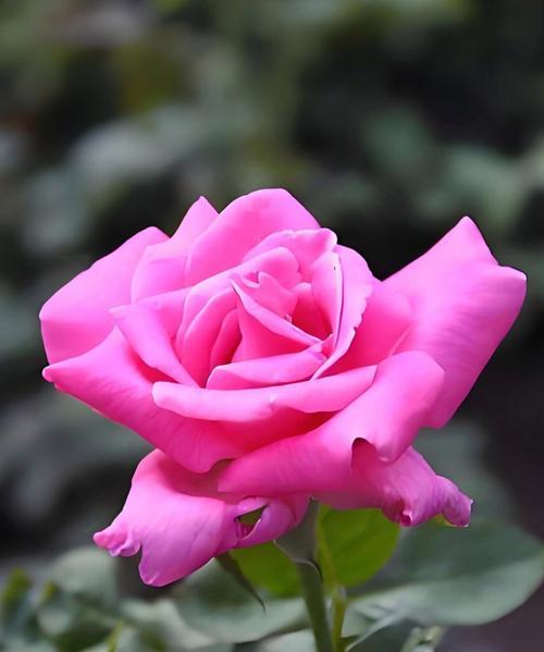 玫瑰花成品大朵的养护技巧是什么？如何保持花朵鲜艳？