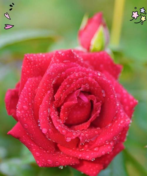 玫瑰花成品大朵的养护技巧是什么？如何保持花朵鲜艳？