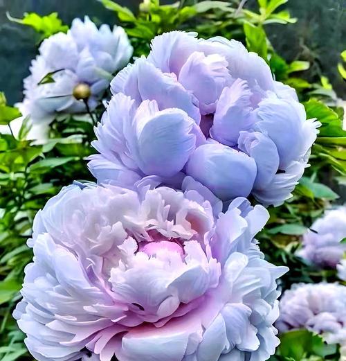 黑牡丹花属于什么品种？黑牡丹花的特点是什么？