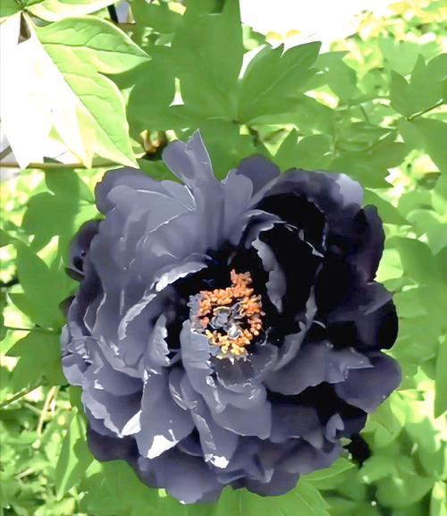 黑牡丹花属于什么品种？黑牡丹花的特点是什么？