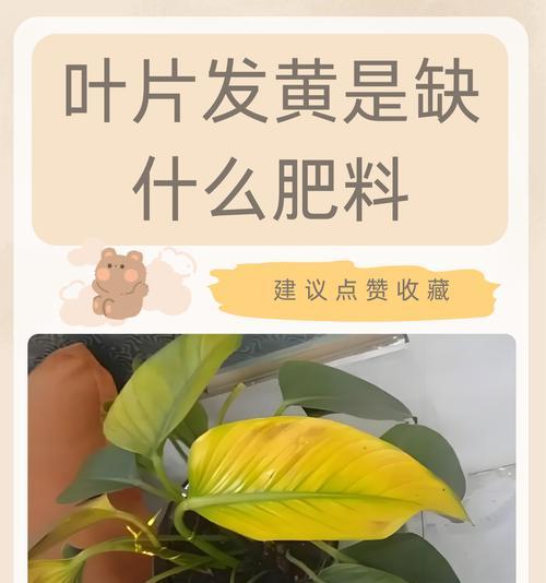 君子兰叶子发黄的原因及解决方法是什么？