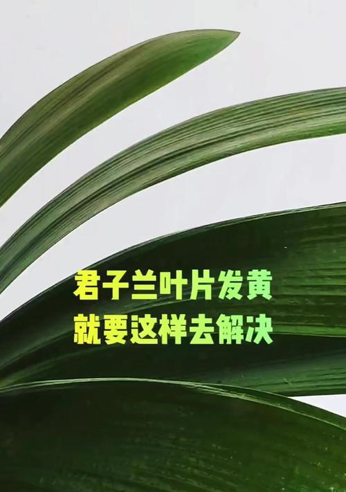 君子兰叶子发黄的原因及解决方法是什么？