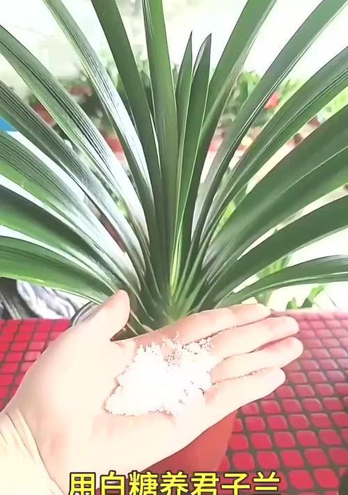 君子兰怎么浇湿润水好？最佳浇水方法是什么？