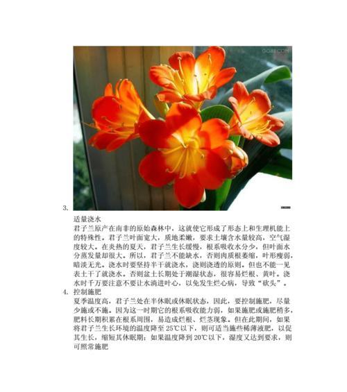 君子兰室外养护要点：如何有效管理？