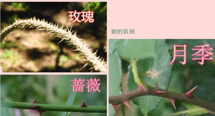 赤练蛇与玫瑰花：从外观到本质，学会如何区分它们