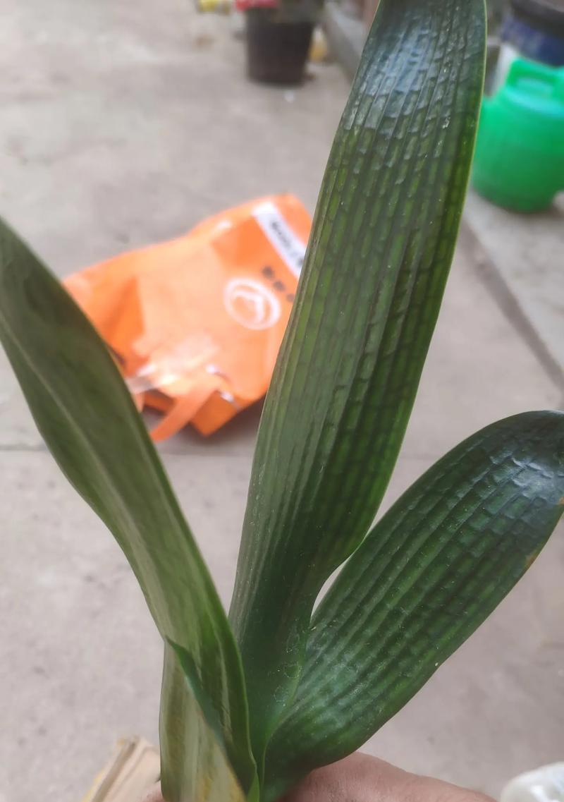 君子兰憋芽子多是正常现象吗？