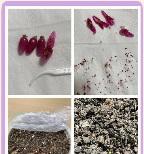 收获后的仙人球如何种植？种植后多久能生根？