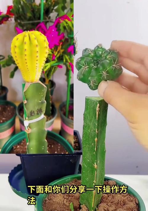 收获后的仙人球如何种植？种植后多久能生根？
