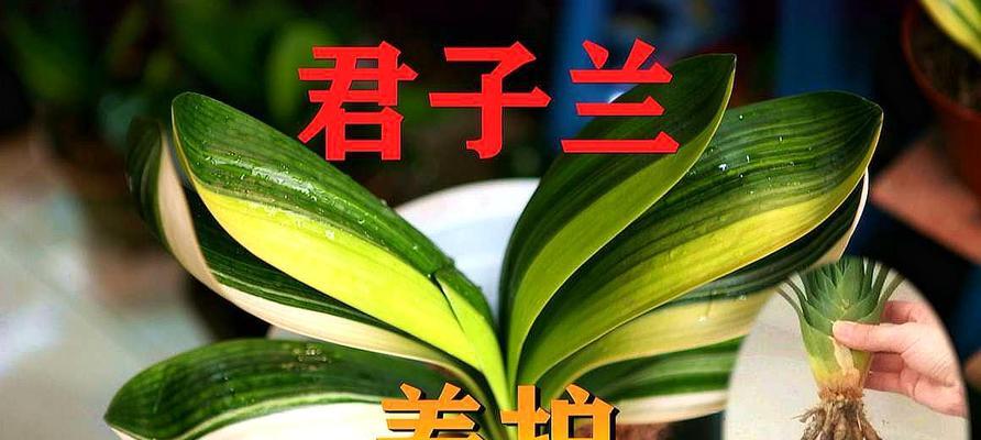 君子兰钩盆栽的制作方法是什么？需要哪些工具和材料？